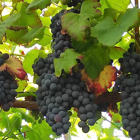 Casa Da Barroca Casa de Férias *