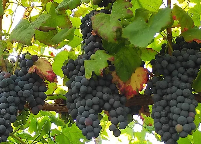 Casa Da Barroca Casa de Férias *